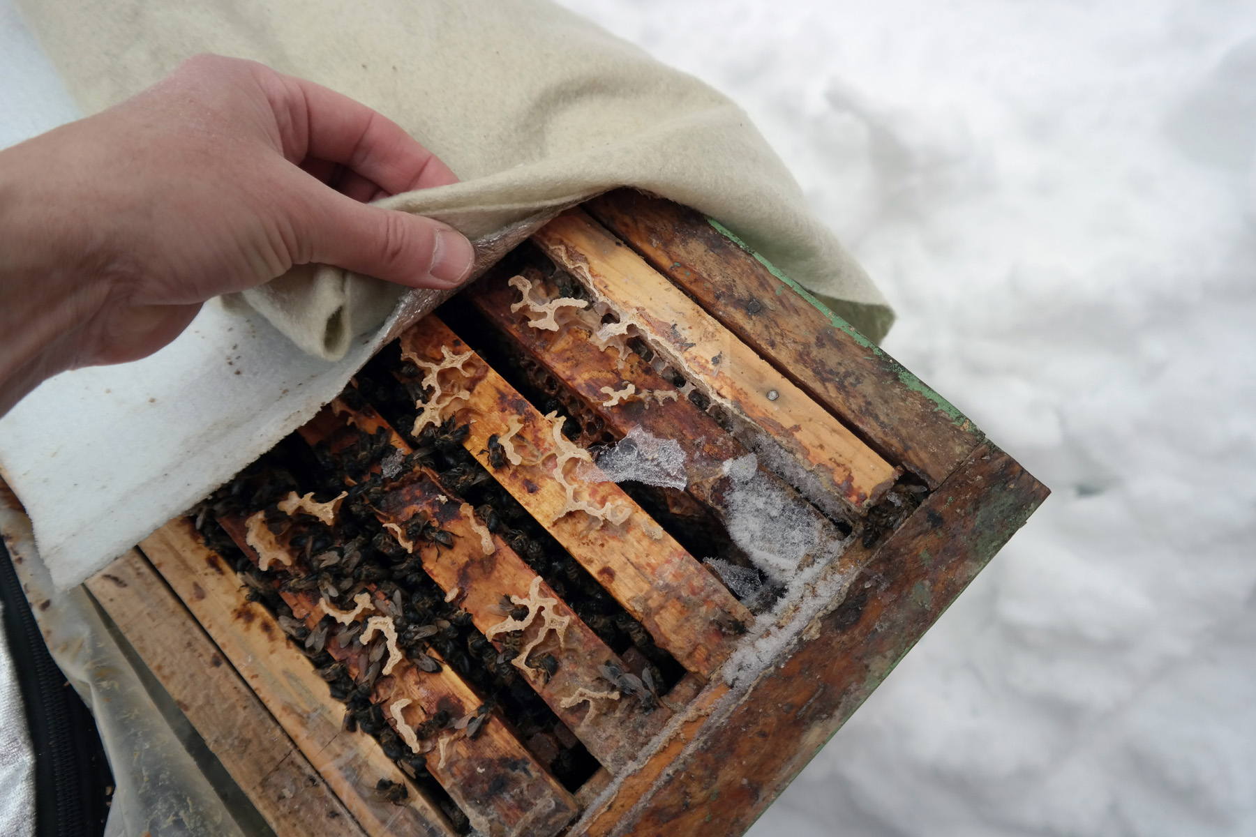 Which Bee is Best for You?

Amber Bradshaw