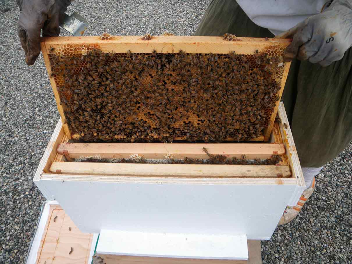 Cómo hacer un núcleo de abejas sin buscar la reina: el método más fácil