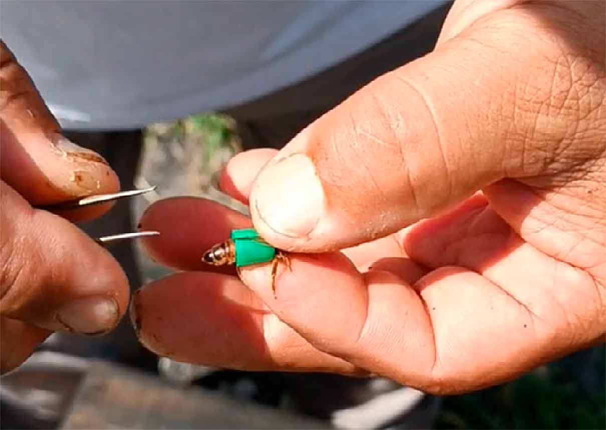 Kraliçeleri halkalamak mı yoksa kafeslemek mi, varroaya karşı hangi teknik daha iyi çalışıyor