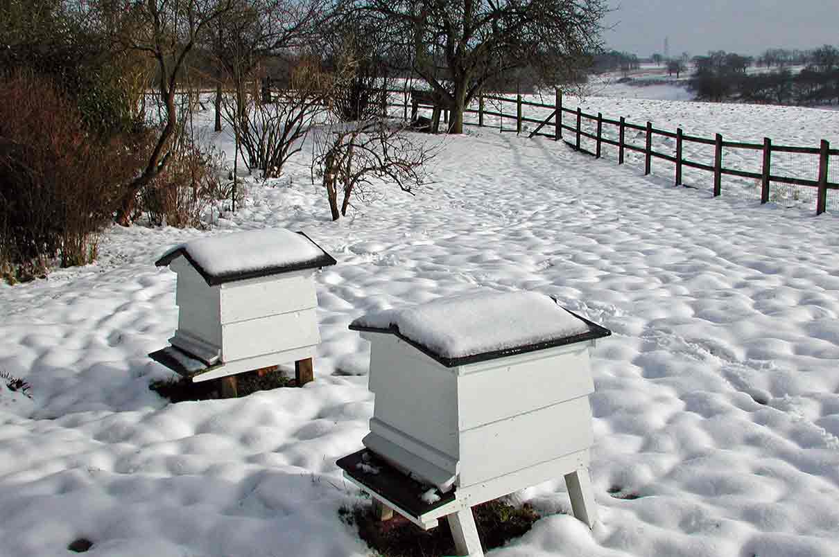 Warmer autumns and winters reduce the winter survival of bees Contrary to what one might…