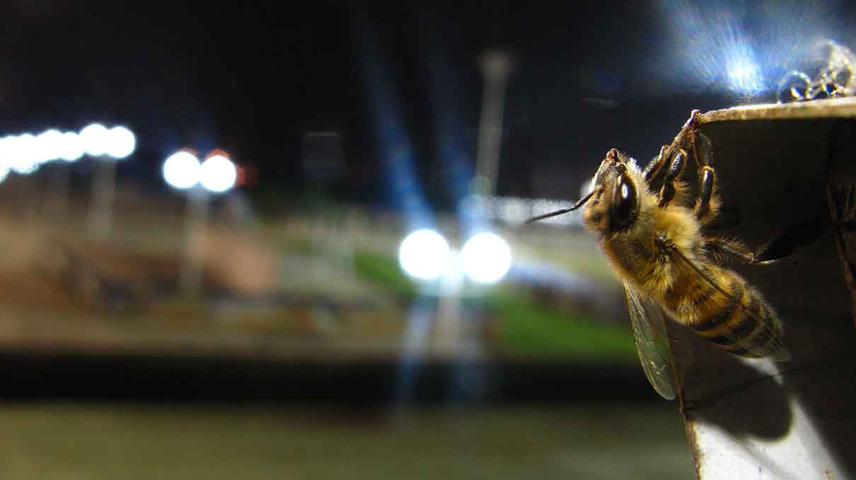 Bienen während der Sonnenfinsternis: So beeinflusst das Phänomen ihre Aktivität Die totale…