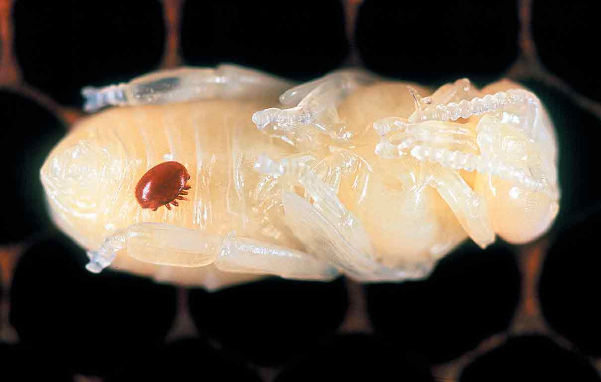 Araştırma: Varroa, arıların hemolenfalarını da besleniyor Yeni bir bilimsel araştırma,…