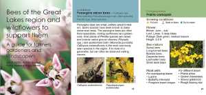Die Bienen der Großen Seen Region und Wildblumen zu ihrer Unterstützung Dieser handliche,…
