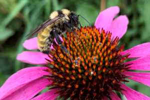 Kışlayan Bombus Arılarını Araştırmak İçin Kraliçe Arı Arayışına Katılın Bombus arıları, önemli…