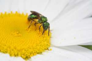 Nieuwe bron over bijen en vlinders beschikbaar voor uw tuin De ongeveer 460 bijen- en 135…