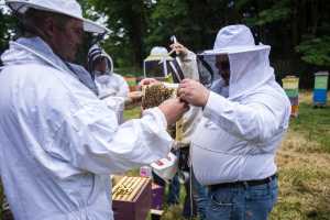Спасение ветеранов и пчел с помощью программы Heroes to Hives В 2016 году Расширение…