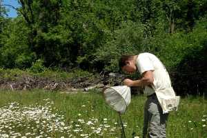 Entomologie postdoc Graham gaat in “The Conversation” in op het belang van wilde bijen 14 juni…