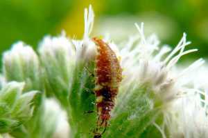 Het kweken van een verscheidenheid aan bloeiende planten helpt bijen en andere nuttige…