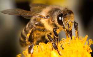EFSA kommt zu dem Schluss, dass ein erhebliches Risiko für Bienen besteht, während die USA…