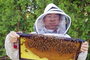 Huang ve ekibi, arıları yok eden Varroa akarları için genetik çözümlere daha yakın Michigan…