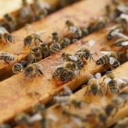 عرض NCAT لمربي النحل العصريين قدم المركز الوطني للتكنولوجيا المناسبة (NCAT) عرضه لمساعدة مربي…