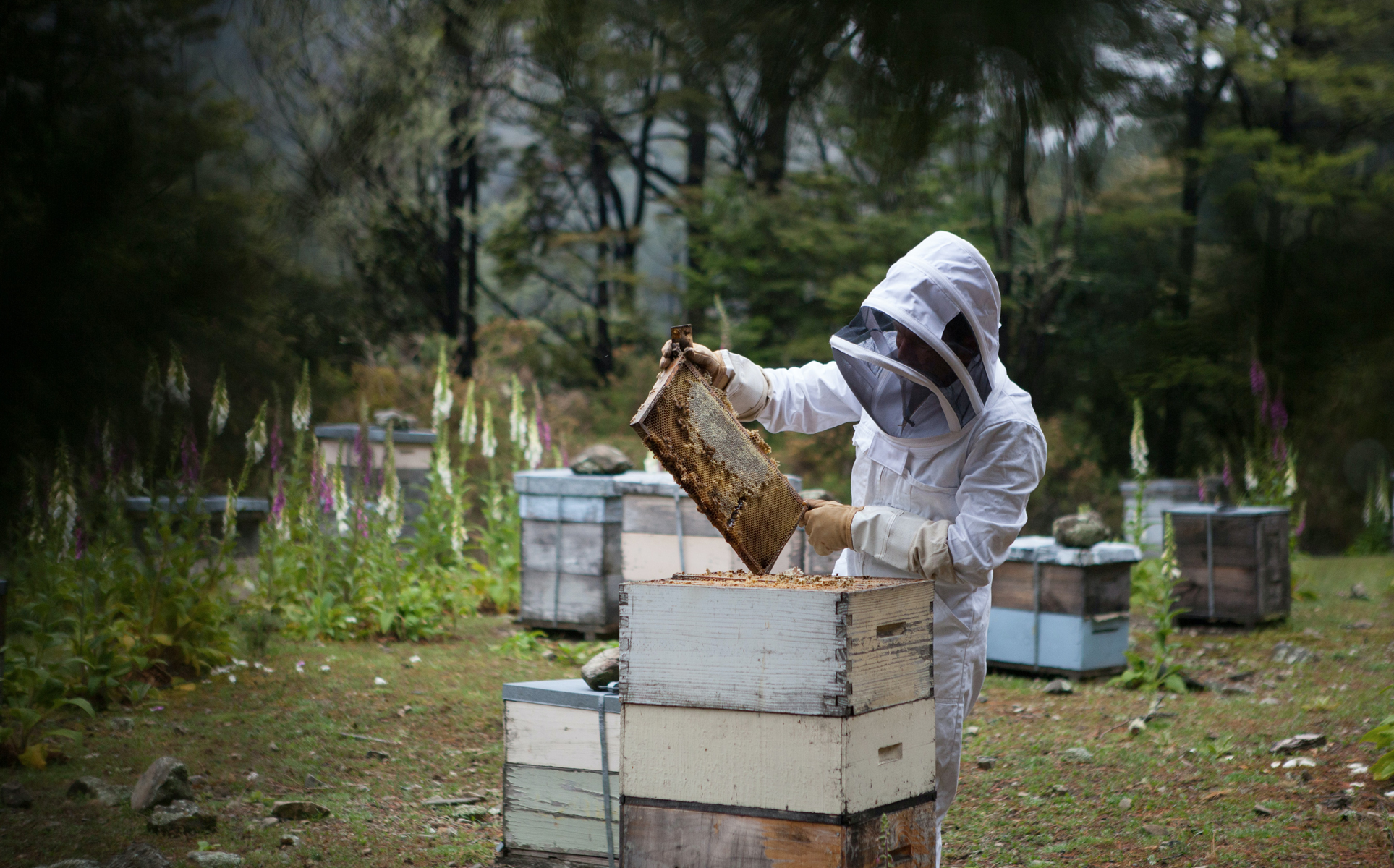 Ферма пчеловодства Brushy Mountain Bee Farm обслуживает сообщество пчеловодов с 1977 года