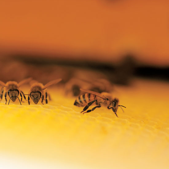 Der Anfängerleitfaden zur Bienenzucht (Voyageur Press, 2013) kann Ihnen helfen, Ihren ersten…
