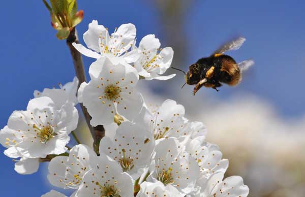Take Action: Tell the EPA Not to Register Sulfoxaflor, Another Bee-Killing Pesticide
Beyond Pesticides