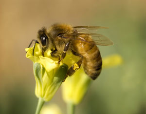 Der folgende Artikel wird mit Genehmigung des Pesticide Action Network veröffentlicht