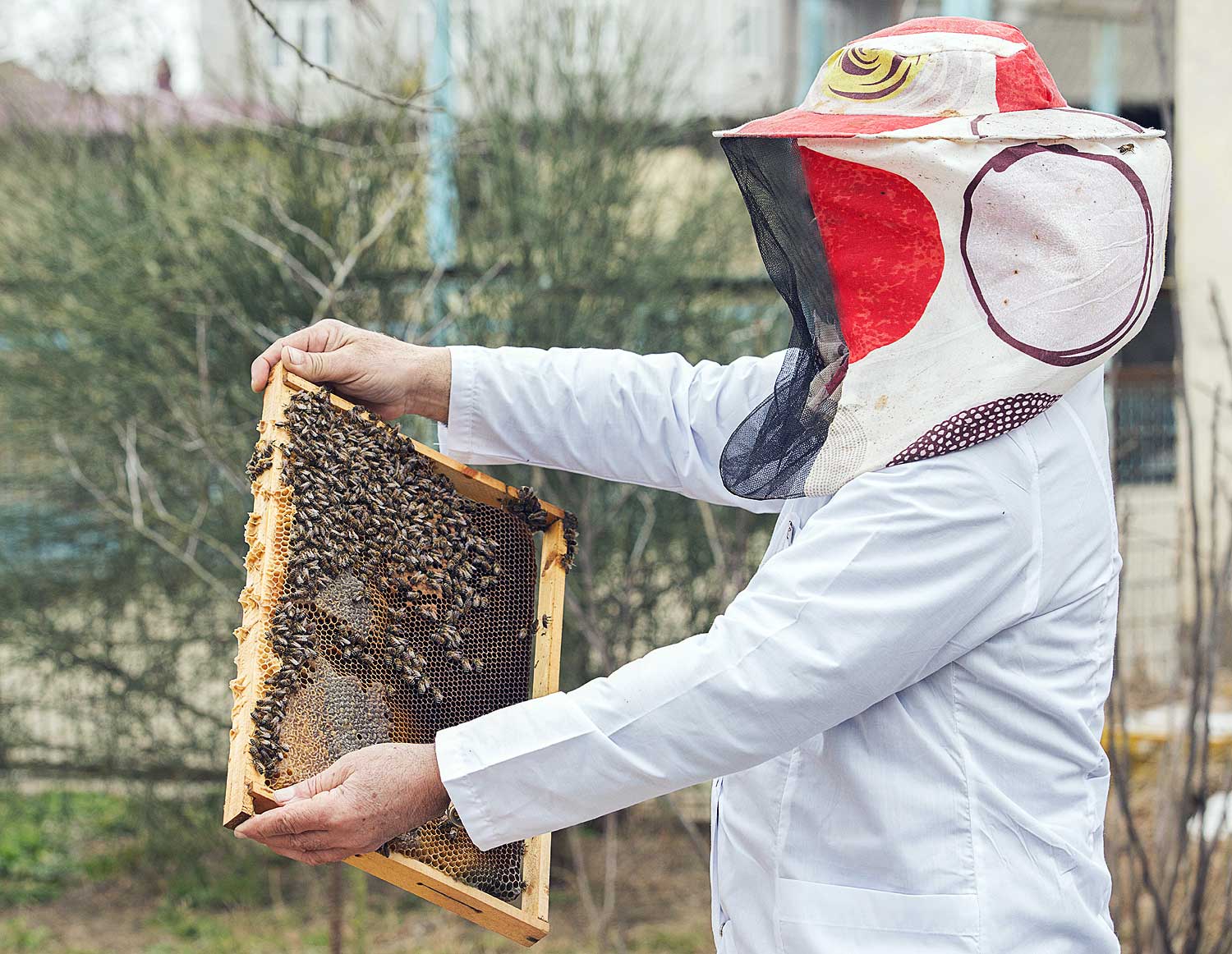 養蜂管理:養蜂のための技術 巣箱 と蜂の管理は、養蜂において最も重要な問題の一つです。コロニーの状況に応じて、適切なタイミングで秩序立てて計画された管理を行うことが不可欠です。誤った養蜂管理…