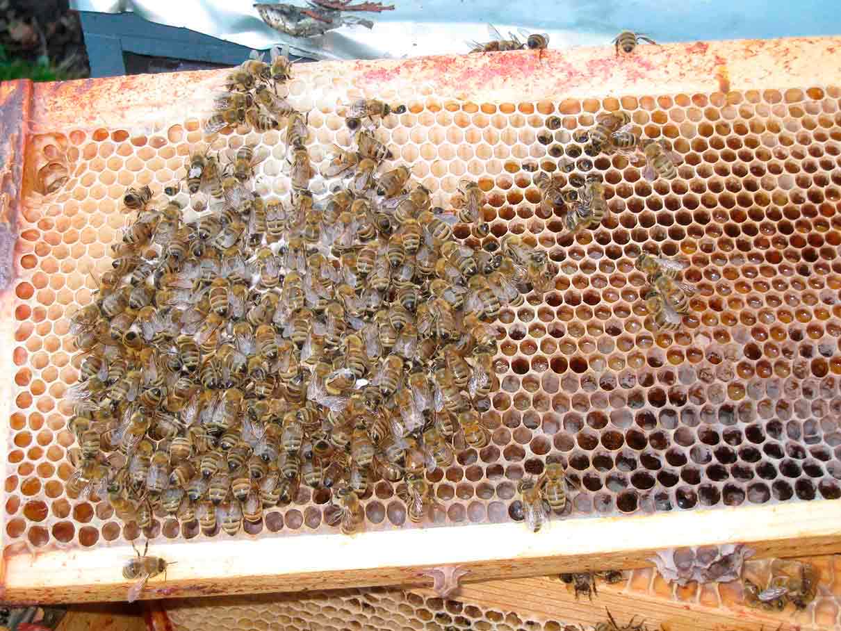 La pérdida de colmenas en España llega al 40 por ciento cada año