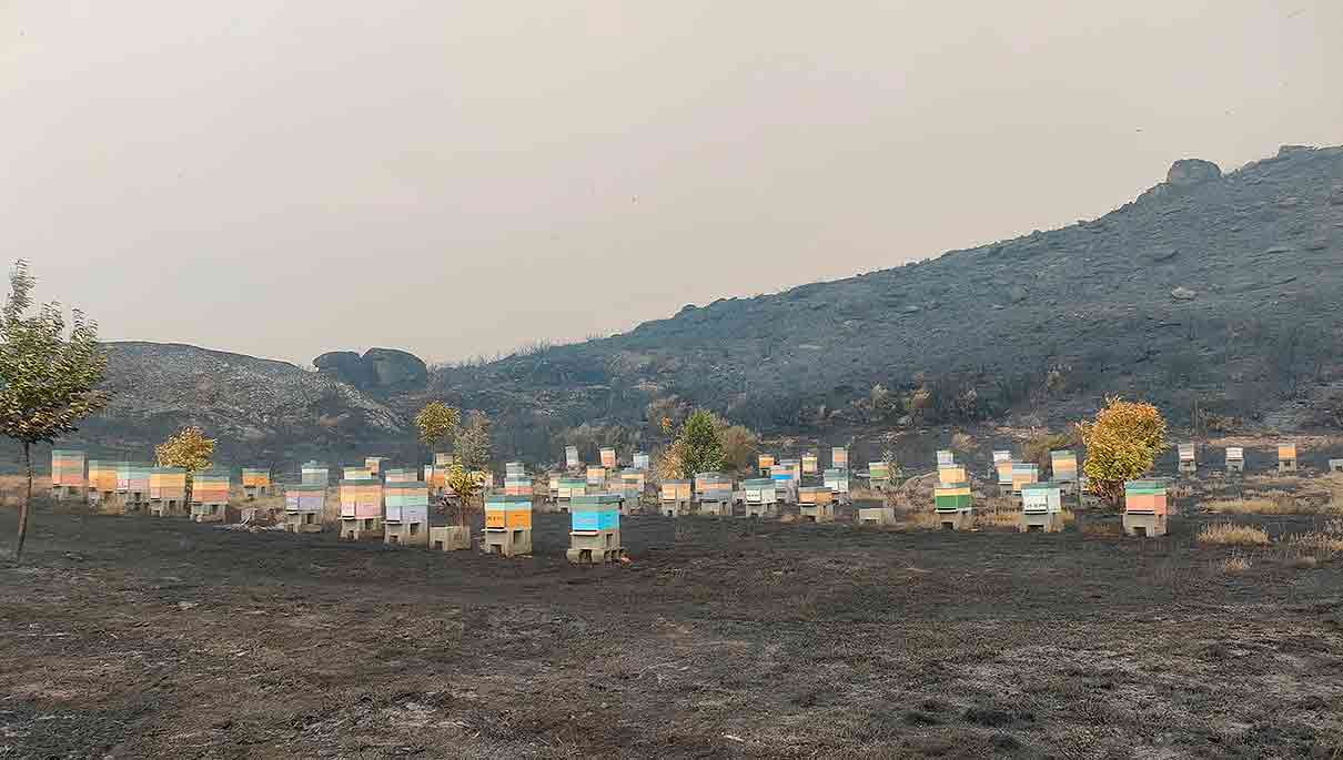 Incendios: Miles de colmenas quemadas en España y Portugal