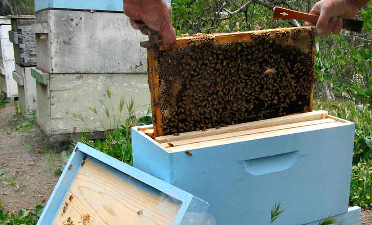 Nuclei : comment faire des nuclei d'abeilles Toute l'information nécessaire sur comment faire…