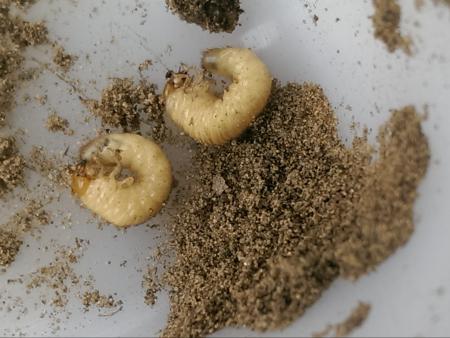 Asiatic Garden Beetle Grub Sampling Methods Paper Published in Crop Protection