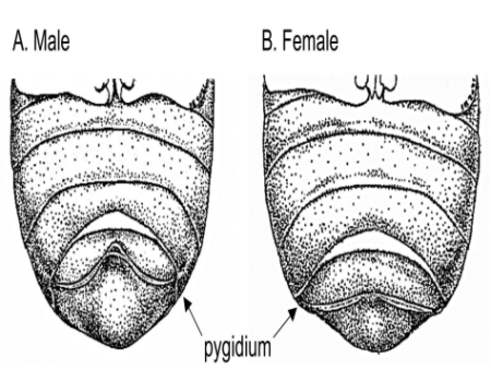 Asiatic Garden Beetle Sex-Determination Paper Published