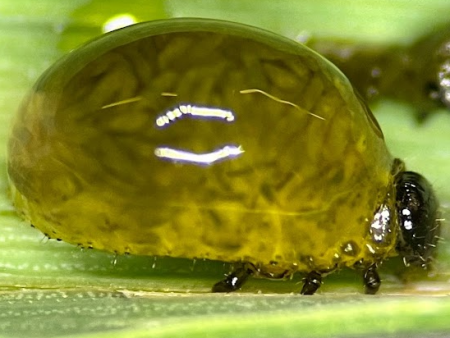 Cereal Leaf Beetle on Organic Cereal E-Fields Report