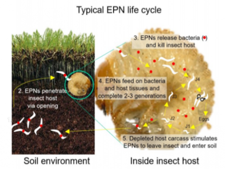 Entomopathogenic nematodes for Asiatic garden beetle control handout now available