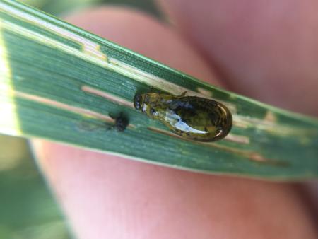 Now Available: 2024 e-Field Research Report on Cereal Leaf Beetle (Year 2!)