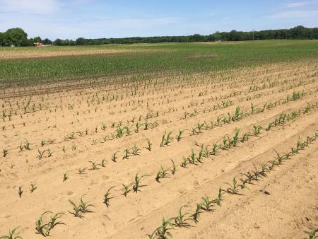 Research Update: Asiatic garden beetle grub density research presented at ESA