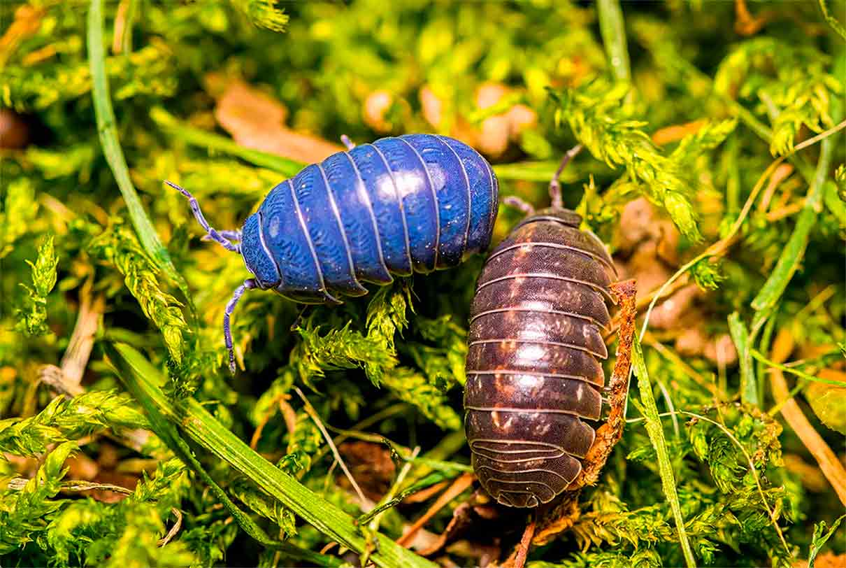 Virus iridiscente de los invertebrados: amenaza abejas en EE. UU.