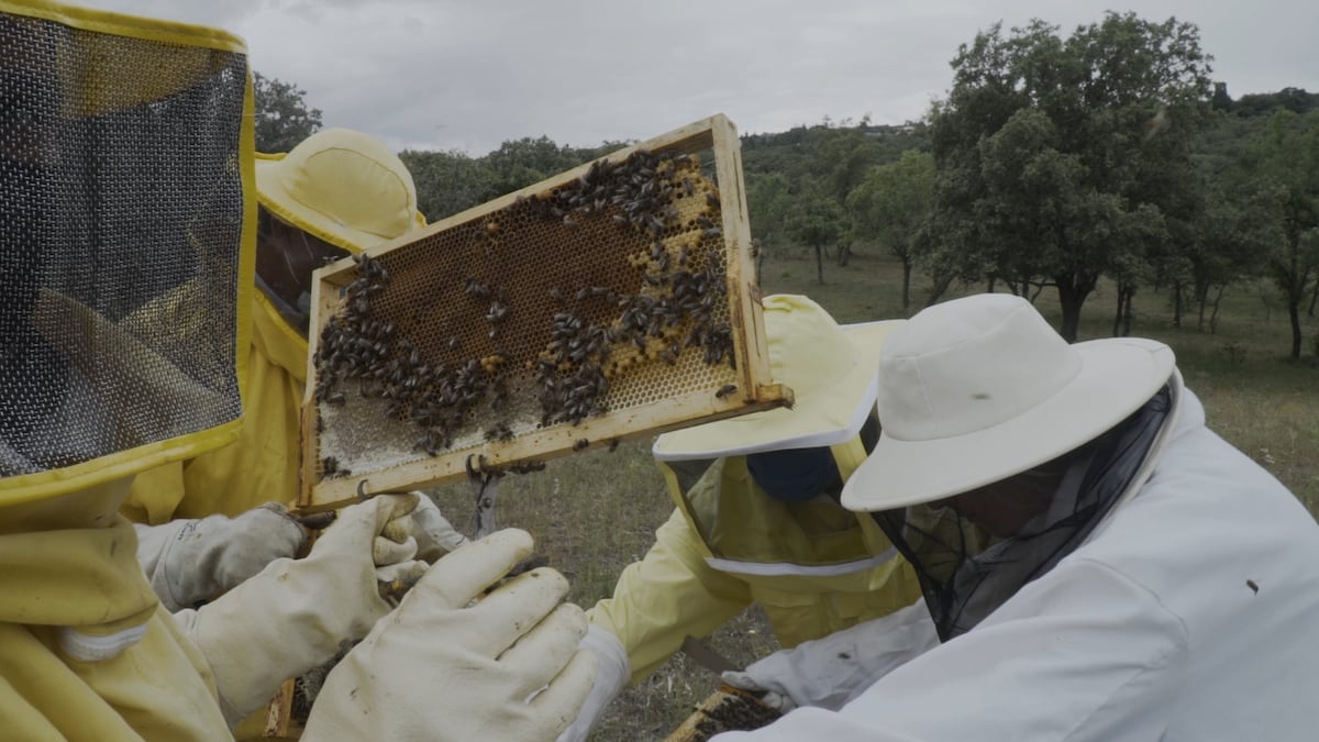 Beehive-Felder für Bürger, die Imker werden möchten María Jesús Prada Jaime Casal Madrid - 30