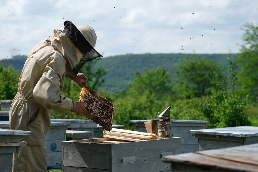 La production de miel devrait diminuer en 2025