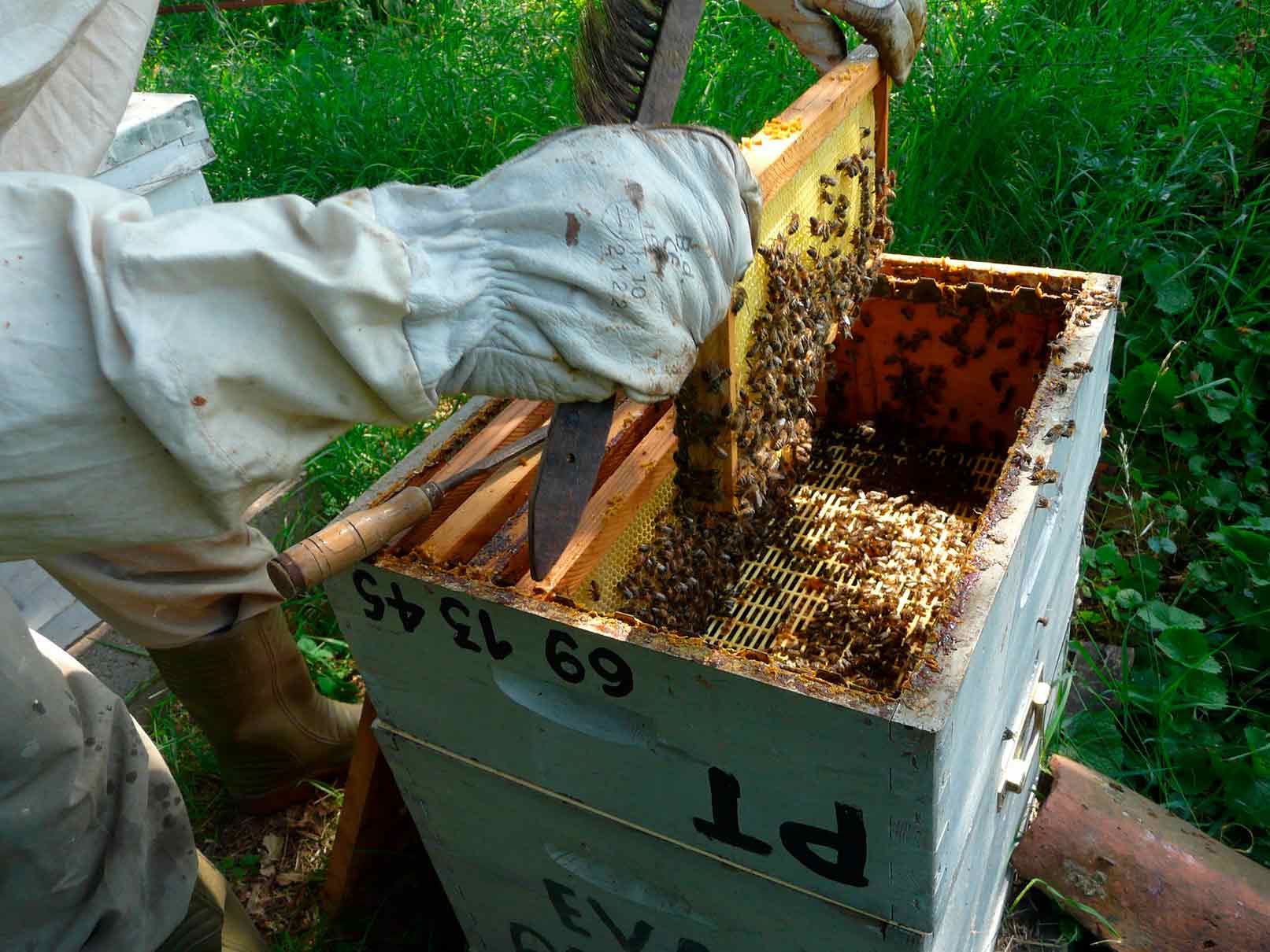 La apicultura cierra una pÃ©sima campaÃ±a apÃ­cola 2025 en EspaÃ±a: menos miel y mucha incertidumbre
