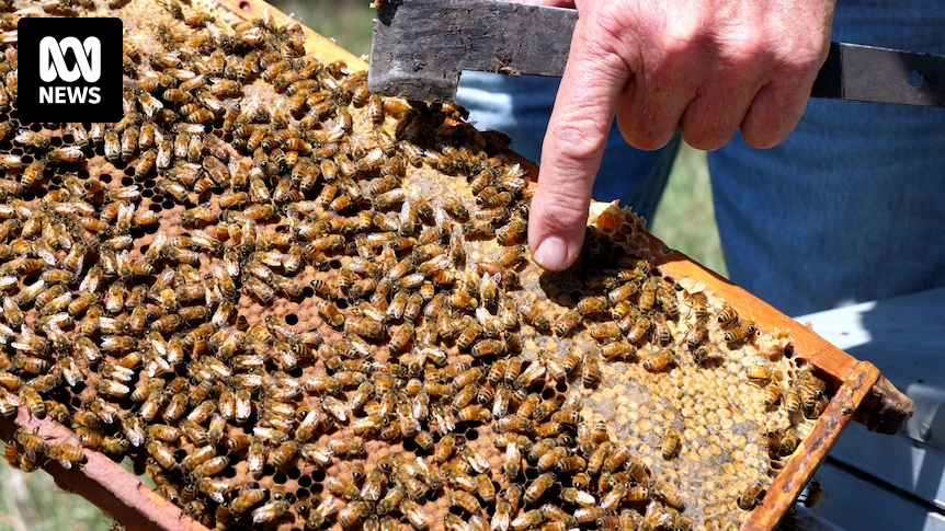 Varroa mite detected in bee hives in two more SA locations