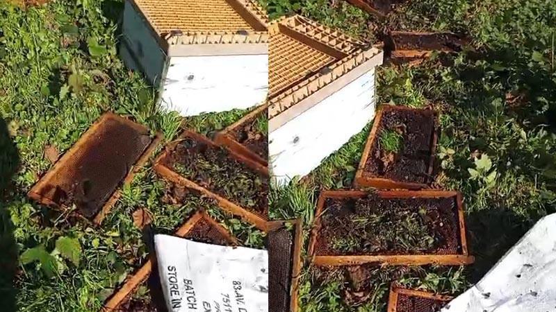 Agenda A bear destroyed the beehives A bear destroyed the beehives In the Cide district of…