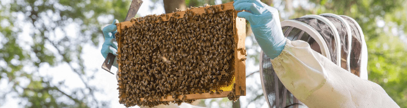 Nouveaux Ressources pour Apiculteurs de la Honey Bee Health Coalition Nouveaux Ressources pour…
