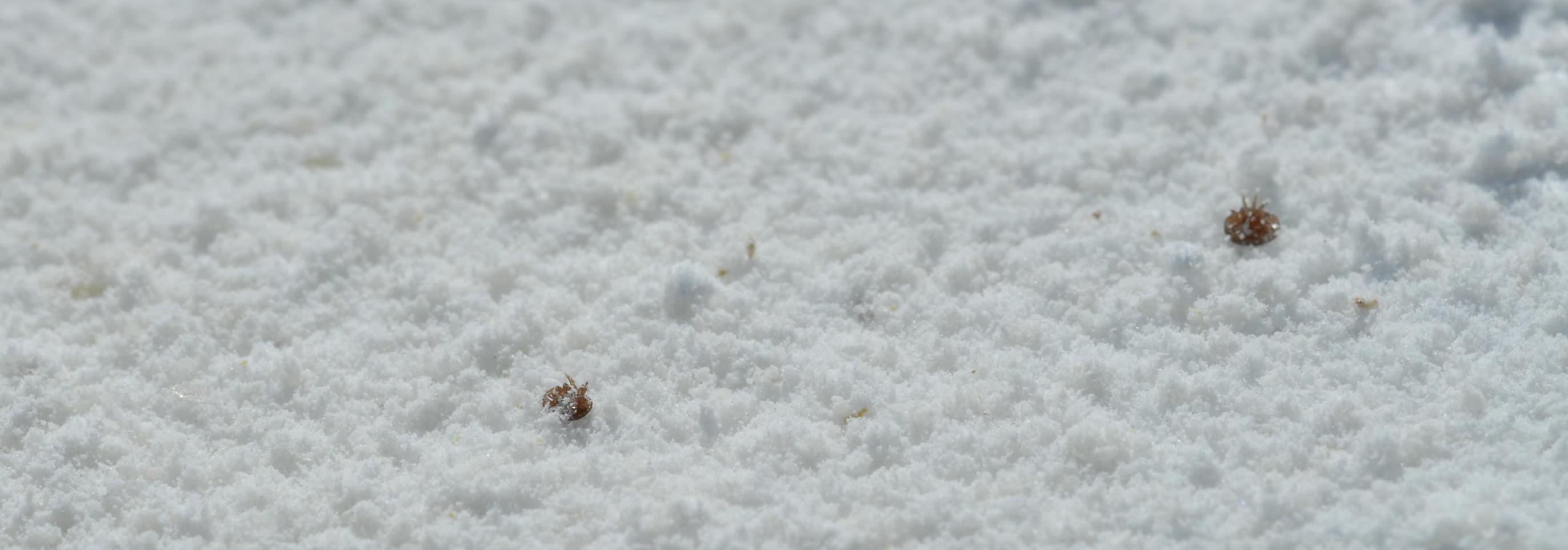 Varroa Biyolojisi ve Yönetimi: Genel Bir Bakış Varroa Biyolojisi ve Yönetimi: Genel Bir Bakış…