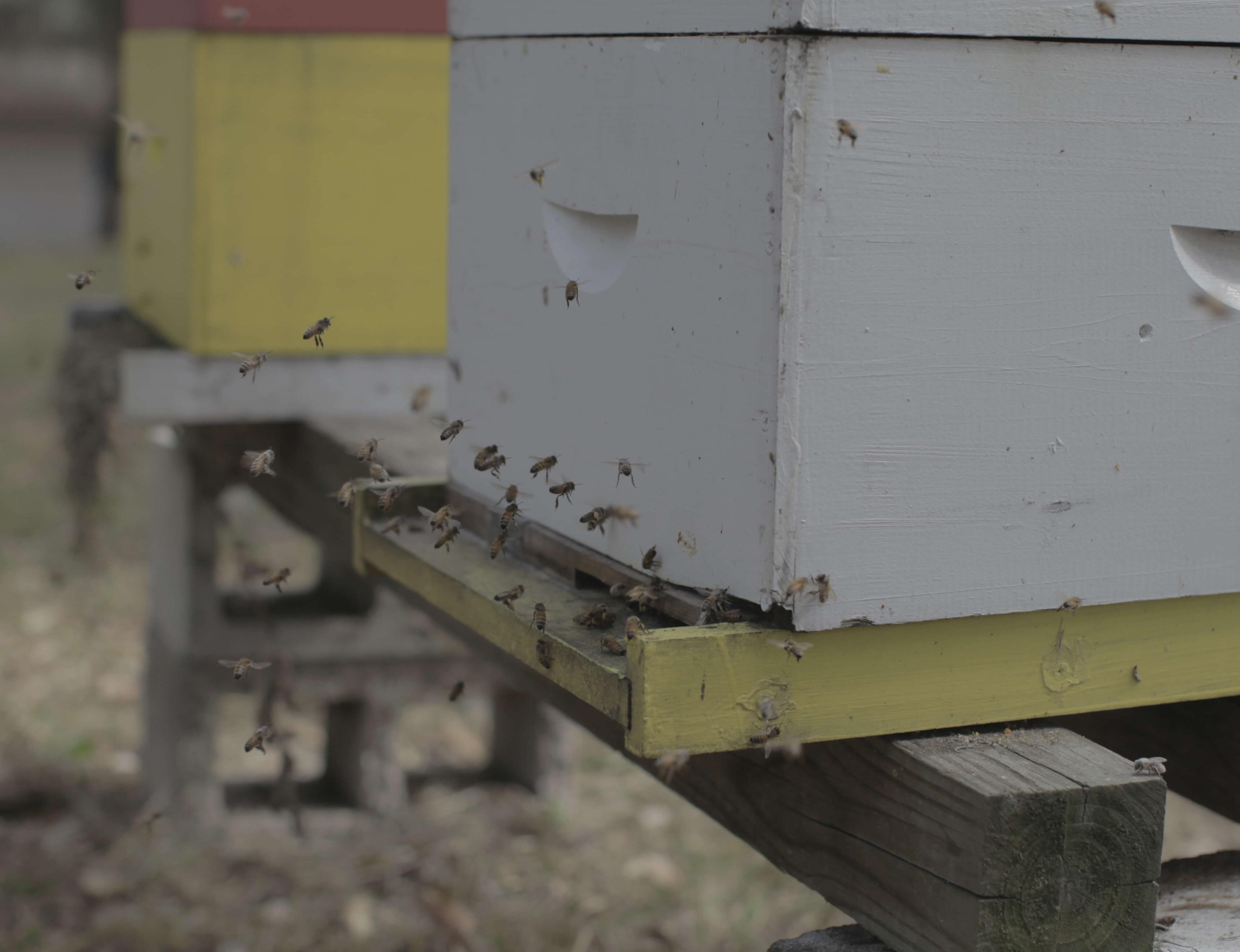 Tirer parti des comportements naturels des abeilles à miel Tirer parti des comportements…