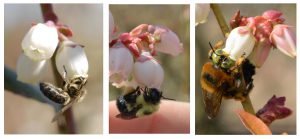 Wert der Bienen für die Fruchtbildung von Heidelbeeren Wert der Bienen für die Fruchtbildung…