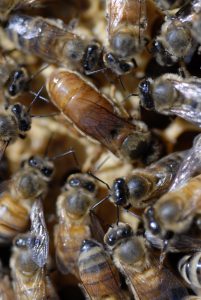 Eine Geschichte von zwei Unterarten: Genetikstudien an südafrikanischen Honigbienen Eine…
