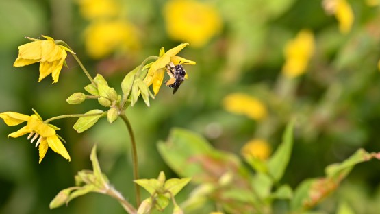 With new tool, birds can help track – and save – wild bees
