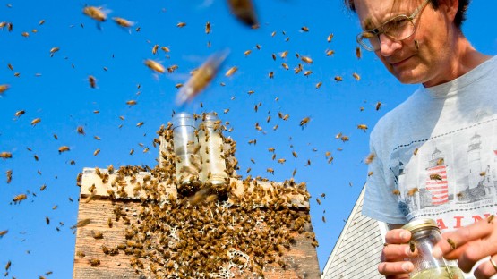 Neues Buch erklärt die Geheimnisse hinter dem Verhalten von Bienen Credit: Peter…