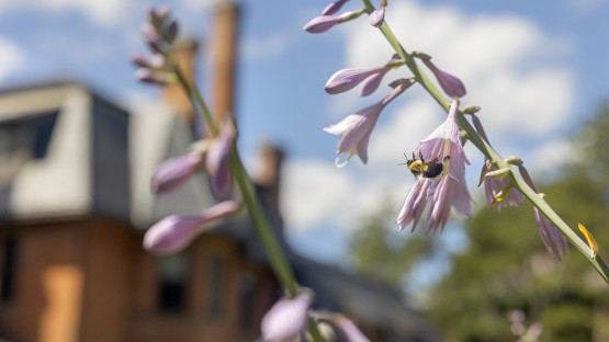Bijengif tegen dodelijke pesticiden toont belofte Credit: Noël Heaney/Cornell University…