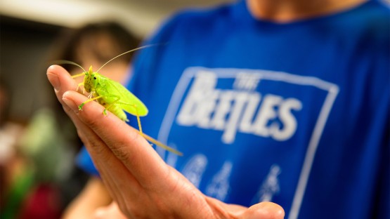 İki yıllık ara sonrası, Insectapalooza 'Geri Dönmekten Mutlu' Credit: Cornell University File…