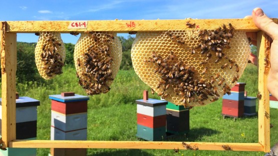 Engineers may learn from bees for optimal honeycomb designs