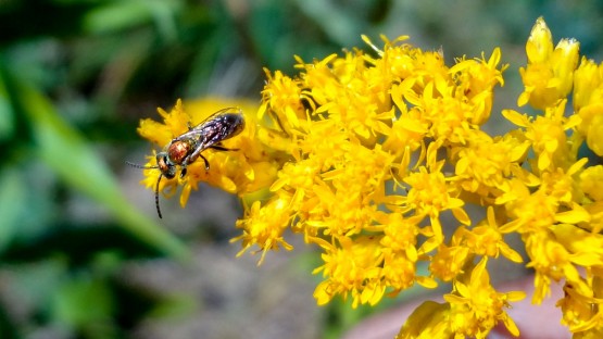 Les données eBird peuvent aider à suivre la santé des abeilles Un financement de deux ans de…