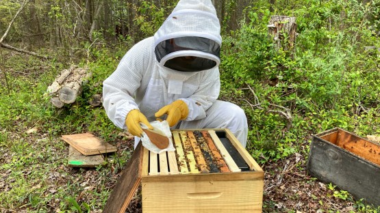 Polen boyutunda teknoloji, arıları ölümcül insektisitlerden koruyor Credit: Nathan…