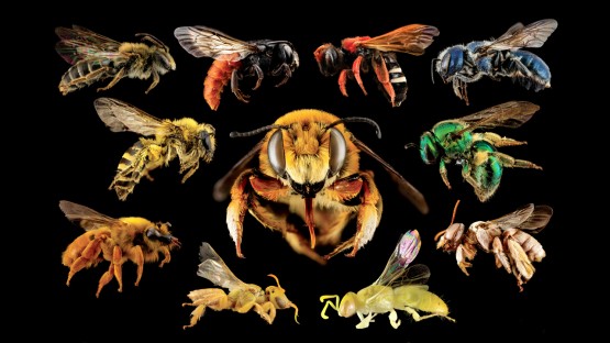 L'exposition sur les abeilles crée du buzz au Musée de la Terre Crédit : Sam Droege/USGS Bee…