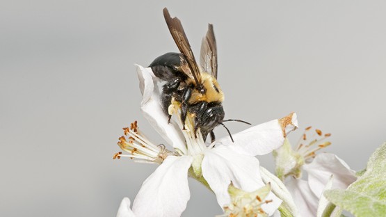 Natural habitats, bee diversity key to better apple production