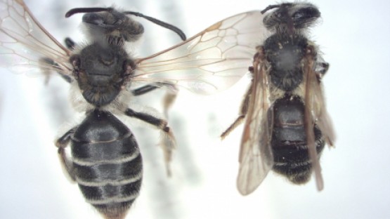 Ground-nesting bees on farms lack food, grow smaller